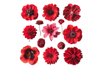 Selection of various beautiful red flower isolated on transparent background