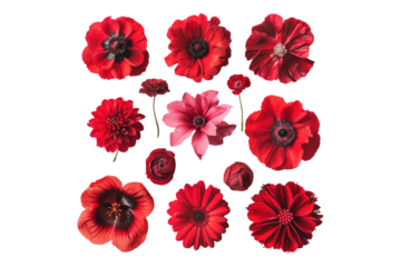 Selection of various beautiful red flower isolated on transparent background