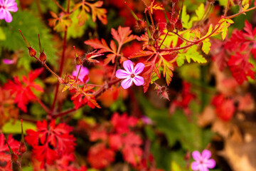 Pink flower