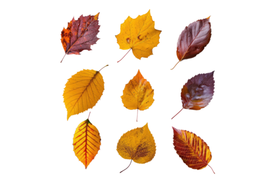 Set of autumn leaves abstract colors isolated on transparent background