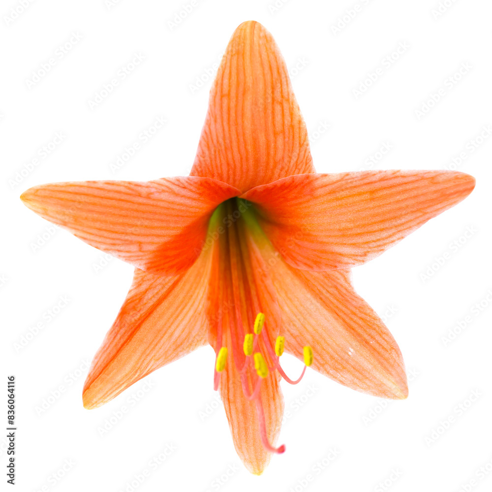 Wall mural red orange flower amaryllis isolated on white background