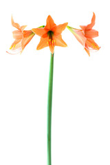 Red orange flowers Amaryllis isolated on white background