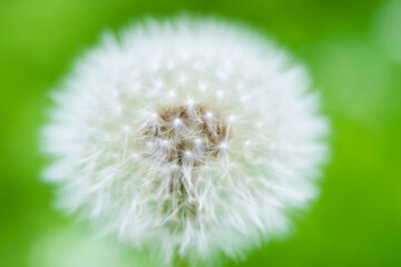 White dandelion flower on green grass meadow