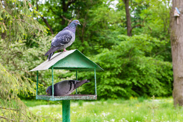 Bird pigeon dove feeder in green park