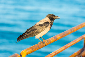 Crow sits on rail with blue sea water background