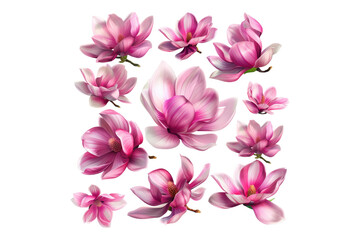 Fototapeta premium Spring season pink magnolia flower isolated on transparent background
