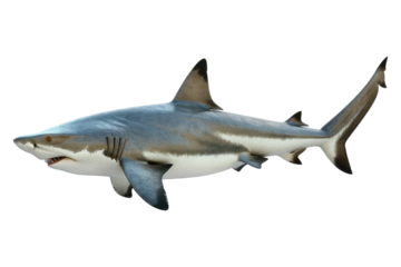 Shark isolated on transparent background