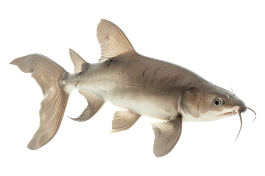 Shark catfish isolated on transparent background