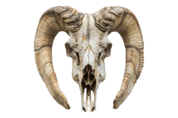 Skull of sheep isolated on transparent background