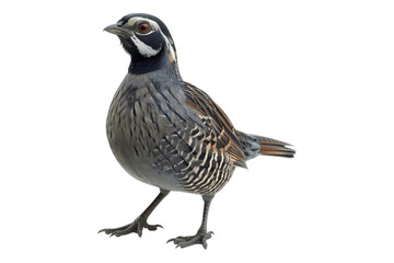 Sleek Quail isolated on transparent background