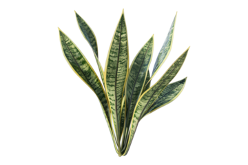 Snake plant isolated on transparent background