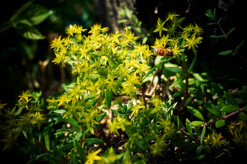 A Bee foraging across a bunch of small yellowish wild flowers