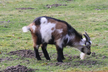ziege