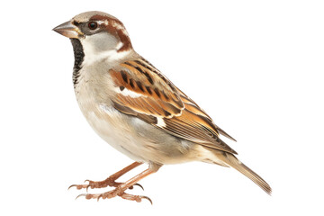 Sparrow side view isolated on transparent background