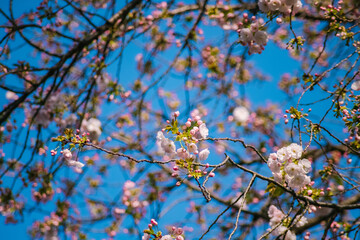 blooming tree