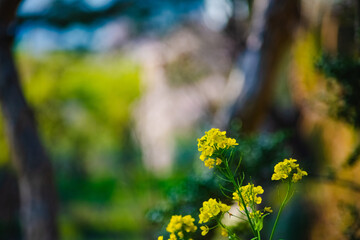 flowers in spring