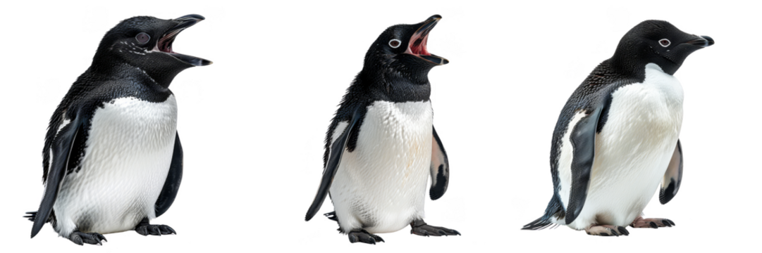 Three standing Adelie Penguins, black and white coloring.