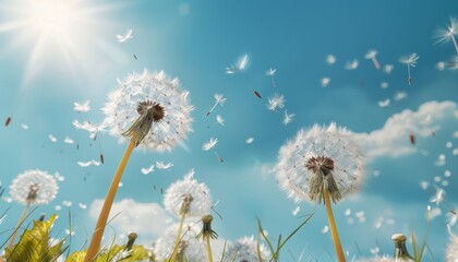 Dreamy Dandelions: A Sunny Day Sky Spectacle