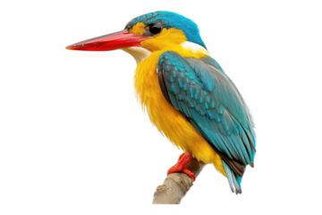 Stork billed king fisher isolated transparent on background