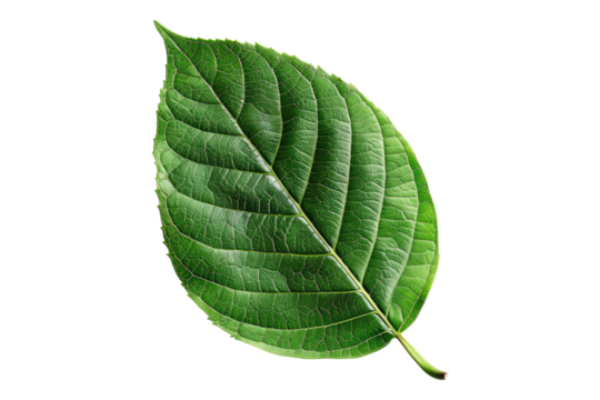 Tree green leaf isolated on transparent background
