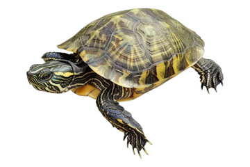 Obraz premium Turtle isolated on transparent background