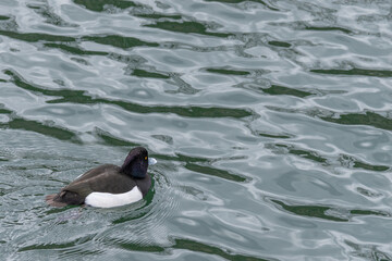 Fototapeta premium 川に浮かぶキンクロハジロ