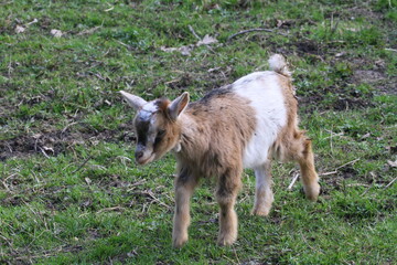 ziege