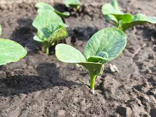 small green pumpkin sprouts growing on a bed in a vegetable garden