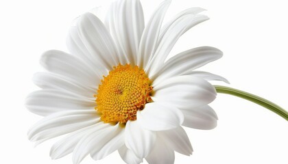 Fototapeta premium Stunning White Daisy (Marguerite) in a Pure White Setting: Clipping Path Included - ar 7:4