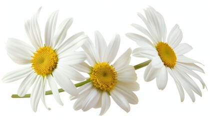 Obraz premium Pure and Delicate: Isolated White Daisy with Clipping Path