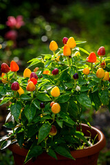 Many raw organic mini chilli peppers species in pot. Red & yellow chilli peppers growing in pots sunlight. Orange hot chili pepper plant green leaves grows in farming pot. Ornamental vegetables bush