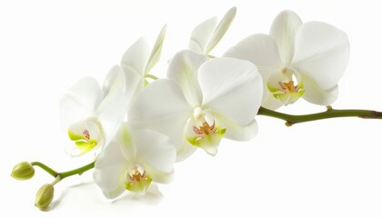 Obraz premium Pure Elegance: Stunning White Orchid in Isolation