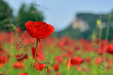 Poppyfield 