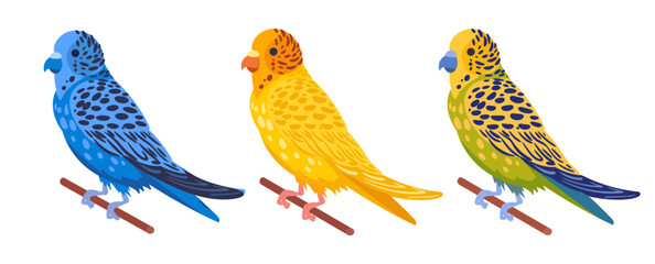 Decorative budgies. Domestic colorful budgies, cute budgie birds flat vector illustration set. Cartoon birds on white background