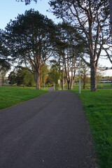A serene park view with majestic pine trees, their verdant needles creating a peaceful and refreshing natural canopy