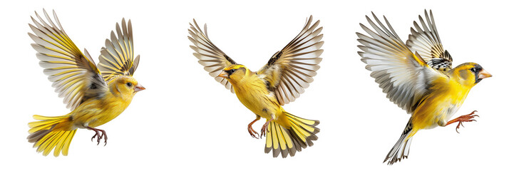 Three american goldfinch birds mid-flight with outstretched wings
