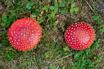 Zwei Fliegenpilze von oben gesehen