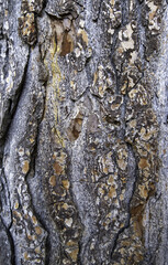 Tree bark texture