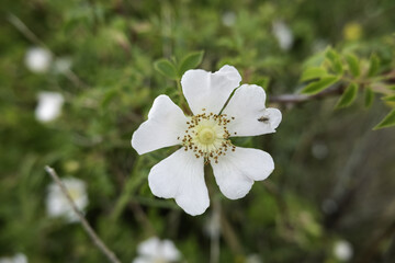 Daisies in the forest