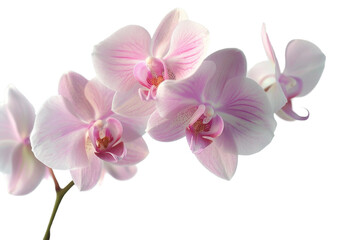 Fototapeta premium Pink Orchid Flower Isolated on Transparent Background