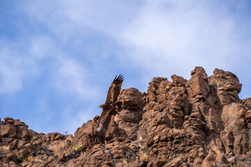 A stunning bird of prey hawk eagle glides gracefully against the serene, blue sky over the natural cliff in gran canaria, showcasing its impressive wingspan and feather