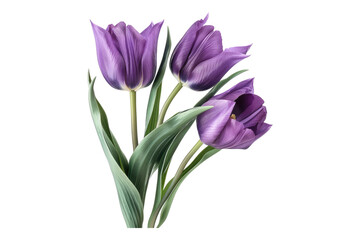 Fototapeta premium Violet tulip with petals isolated on transparent background