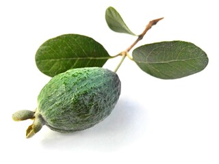 Green feijoa fruit & feijoa leaf (Acca sellowiana) isolated on white background. Tropical feijoa or pineapple guava fruit exotic green fruit isolated. Raw acca sellowiana plant, guavasteen green fruit
