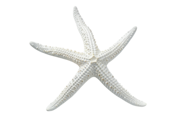 White starfish isolated on transparent background
