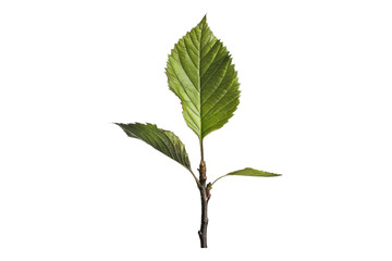 Fototapeta premium Young green leaf isolated on transparent background