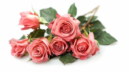 Naklejka premium Blooming Beauty: A Collection of Rosy Roses on a White Background