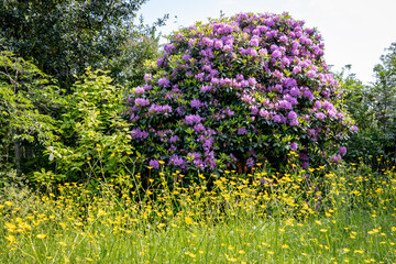 Naklejka premium Colourful flowers in an English country garden in May