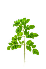 Moringa nutritional plant set of leaves  isolated on white png