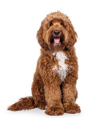 Happy young male Cobberdog aka Labradoodle, sitting up facing front. Looking straight to camera...
