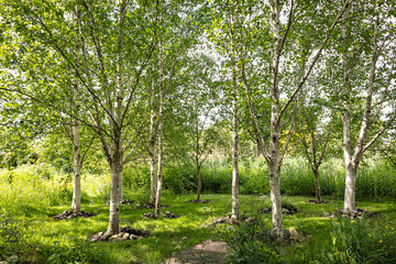 Obraz premium Sun dappled birch trees in a garden